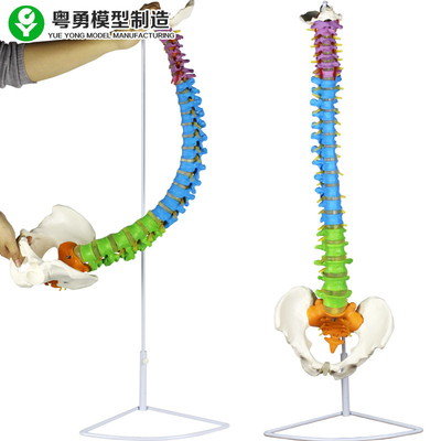 Colonna medica 3,5 chilogrammi anatomici del modello della spina dorsale di zona di colore del bacino della spina dorsale